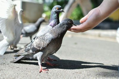 Close-up of hand feeding bird