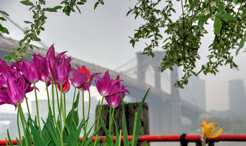 Close-up of pink flowering plants