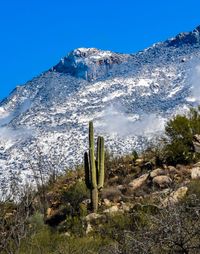 Cactus plants on snow covered land against clear blue sky