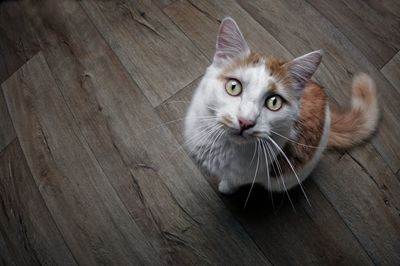 High angle portrait of cat sitting on hardwood floor