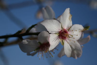 Close-up of white cherry blossoms