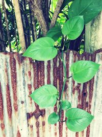 Close-up of ivy growing on tree