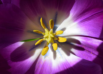 Close up of purple flower