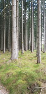 View of trees in forest