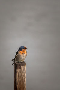 Bird perching on wooden post