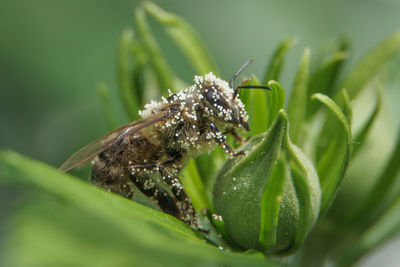 Close-up of insect on flower