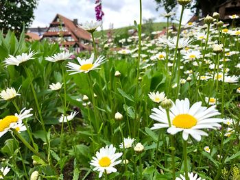 Close-up of white daisy flowers on field