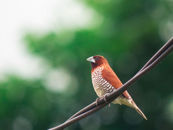 Close-up of bird perching on wire