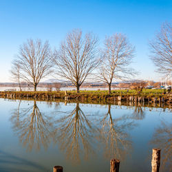 Bare tree by lake against clear blue sky