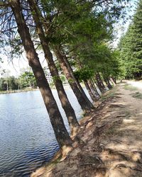 Scenic view of river in forest against sky