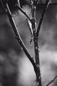 Close-up of wet spider web on plant