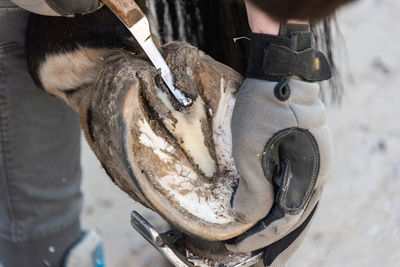 Natural hoof trimming the farrier trims and shapes a horse's hooves using the knife, hoof nippers