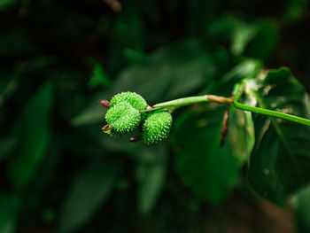 Close-up of plant growing outdoors