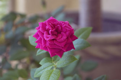 Close-up of pink rose