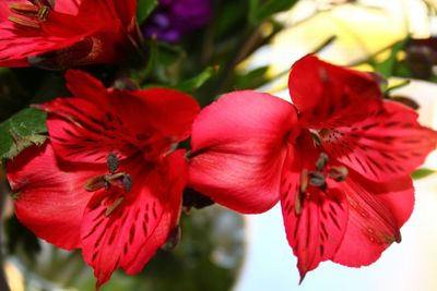 Close-up of red flower