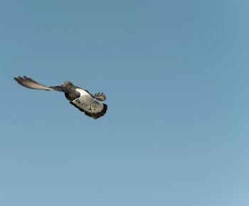 Low angle view of eagle flying in sky