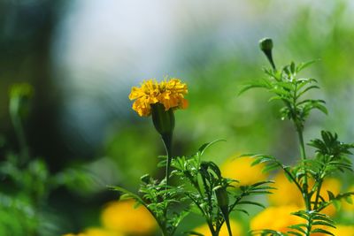 Close-up of yellow flowering plant