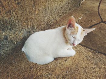 High angle view of cat sleeping