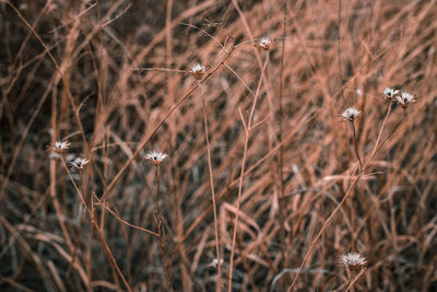 Close-up of flowers over grass