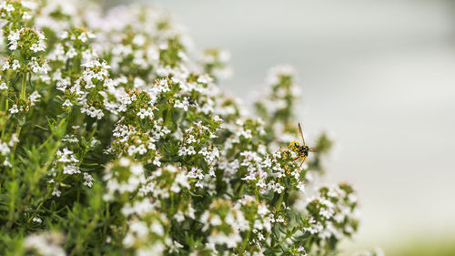 Close-up of flowers blooming outdoors