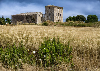 Plants growing on field against sky