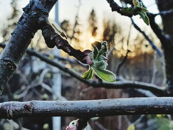 Close-up of plant on branch