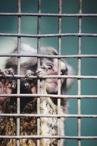 Close-up of monkey in cage