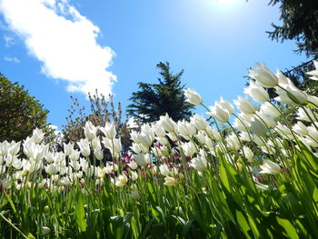 Low angle view of white flowers blooming on field against sky