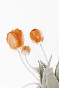 Close-up of flowers against white background