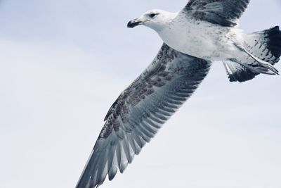 Low angle view of seagull flying