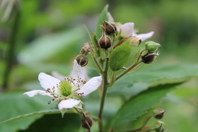 Close-up of raspberry plant