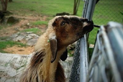 Close-up of an animal on field