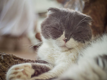 Close-up of cat sleeping