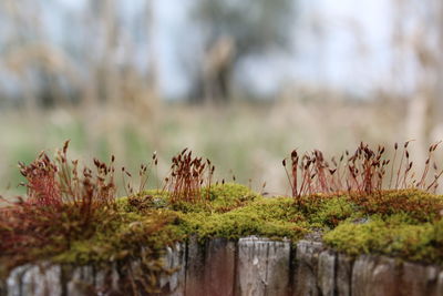 Close-up of plant