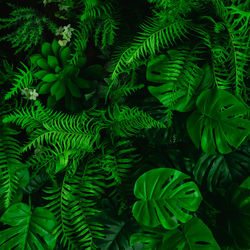 Full frame shot of fern leaves