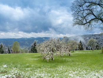 Trees on field against sky