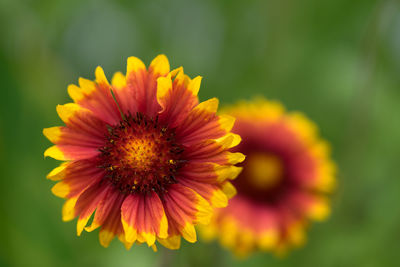 Close-up of yellow flower against blurred background