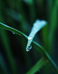 Close-up of water drops on leaf