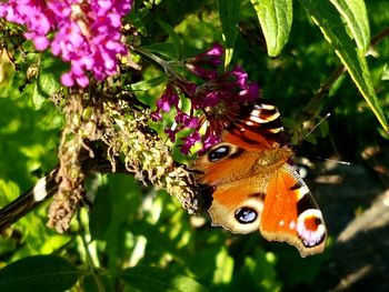 Close-up of butterfly pollinating on purple flower