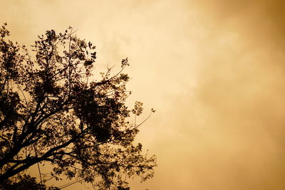 Low angle view of trees against sky