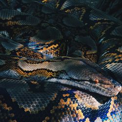 Full frame shot of a snake
