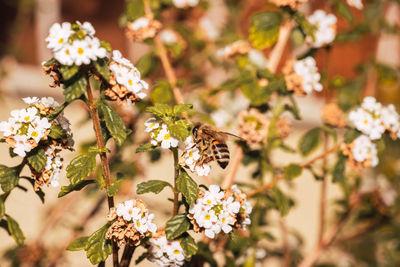 Close-up of butterfly pollinating on flower