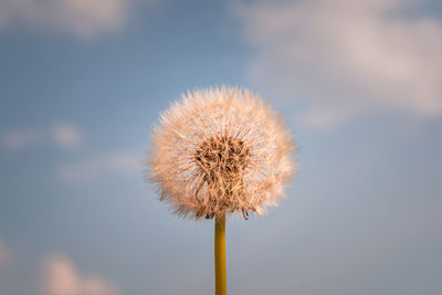 Close-up of dandelion against sky