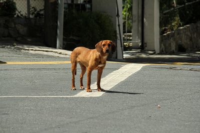 Dog standing on road