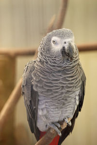 Close-up of parrot perching