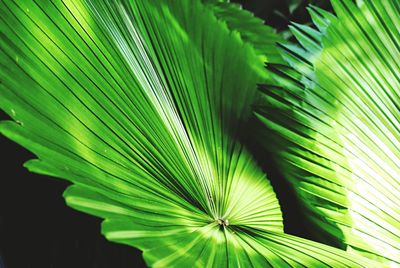 Low angle view of palm leaves