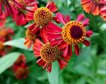 Close-up of red flowering plants in park