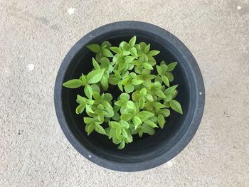 High angle view of potted plant