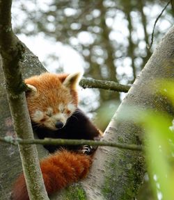 Low angle view of cat on tree
