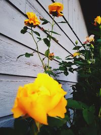 Close-up of yellow flowering plant